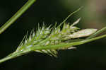 Asian shortstem sedge